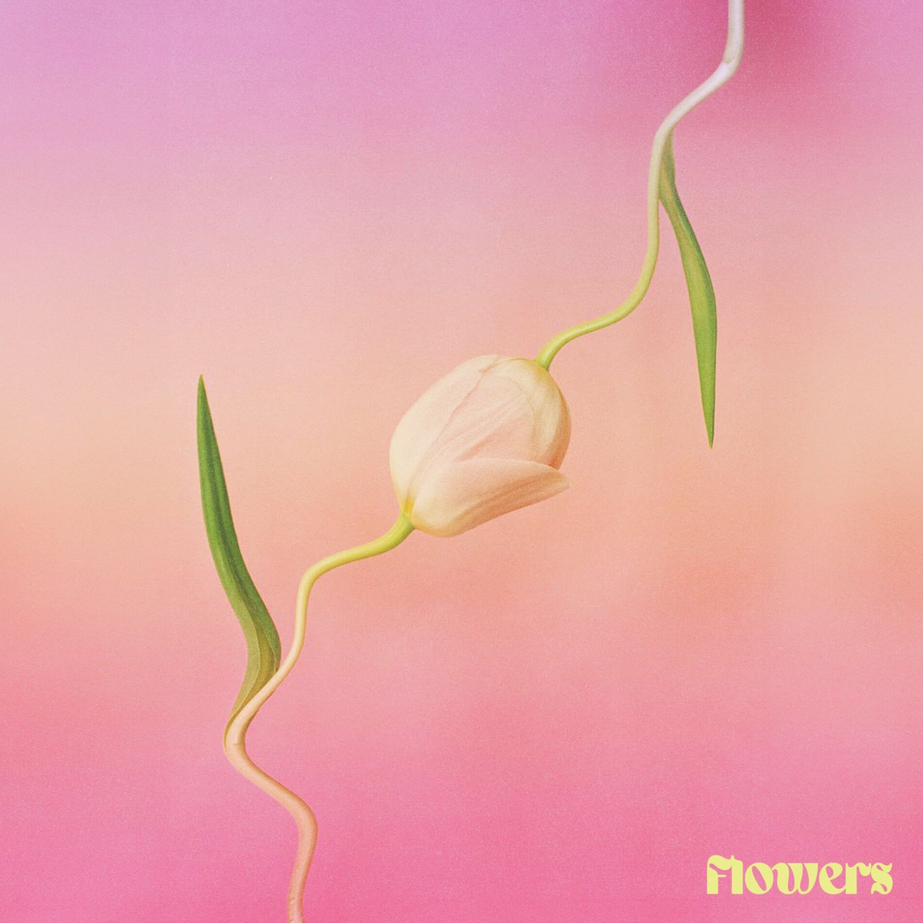Album cover of Flowers