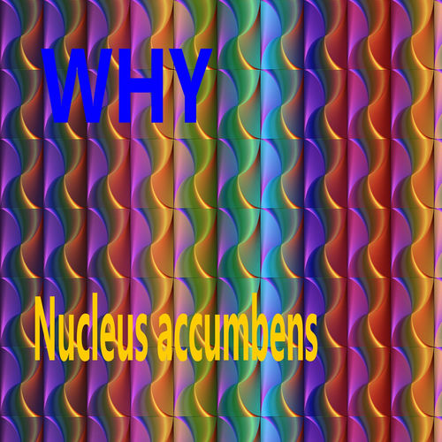 Nucleus Accumbens