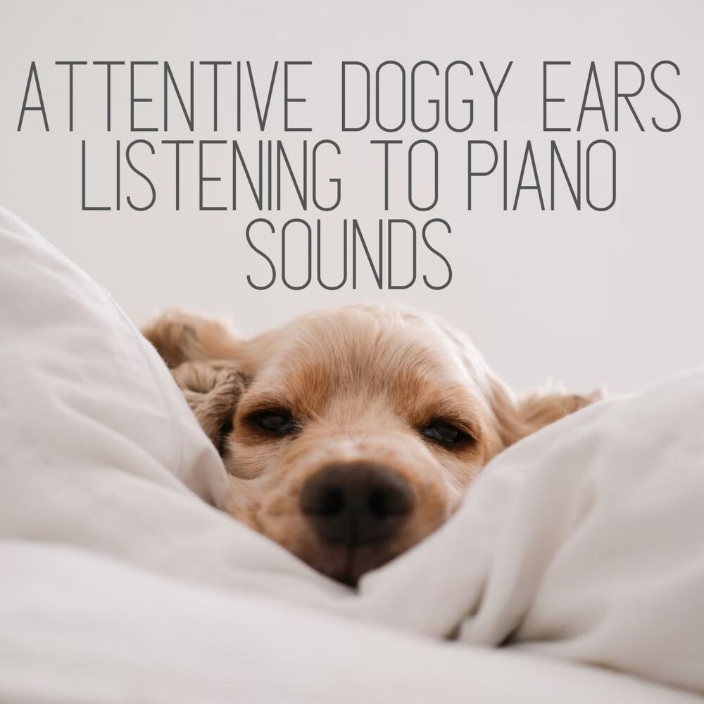 Picture of Attentive Doggy Ears Listening to Piano Sounds