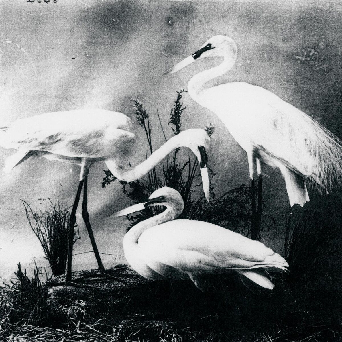 Album cover of Buzzkill(er)