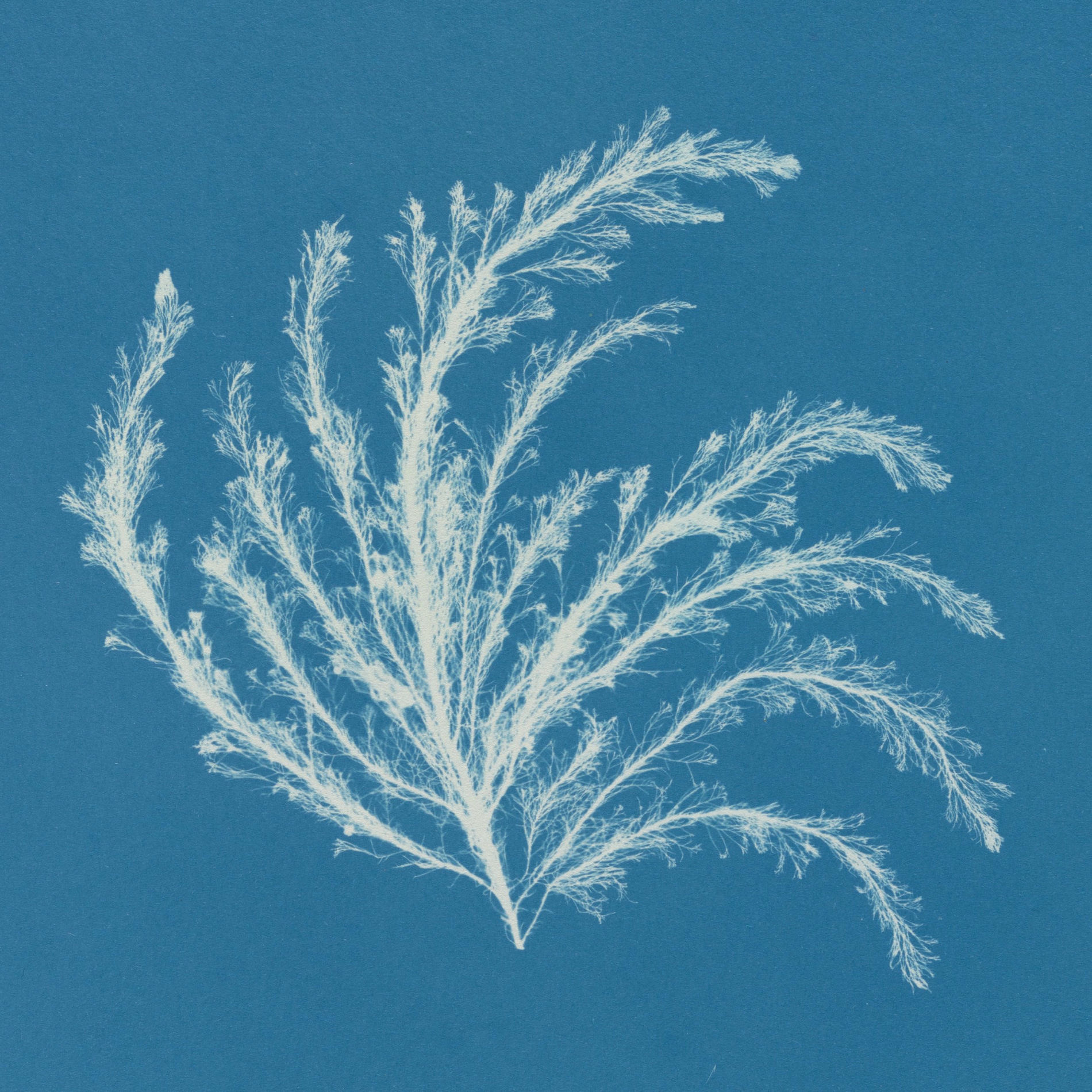 Album cover of Barbry Allen