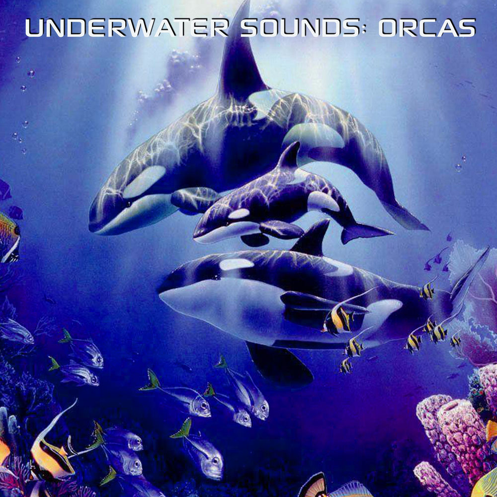 Underwater Sounds: Orcas