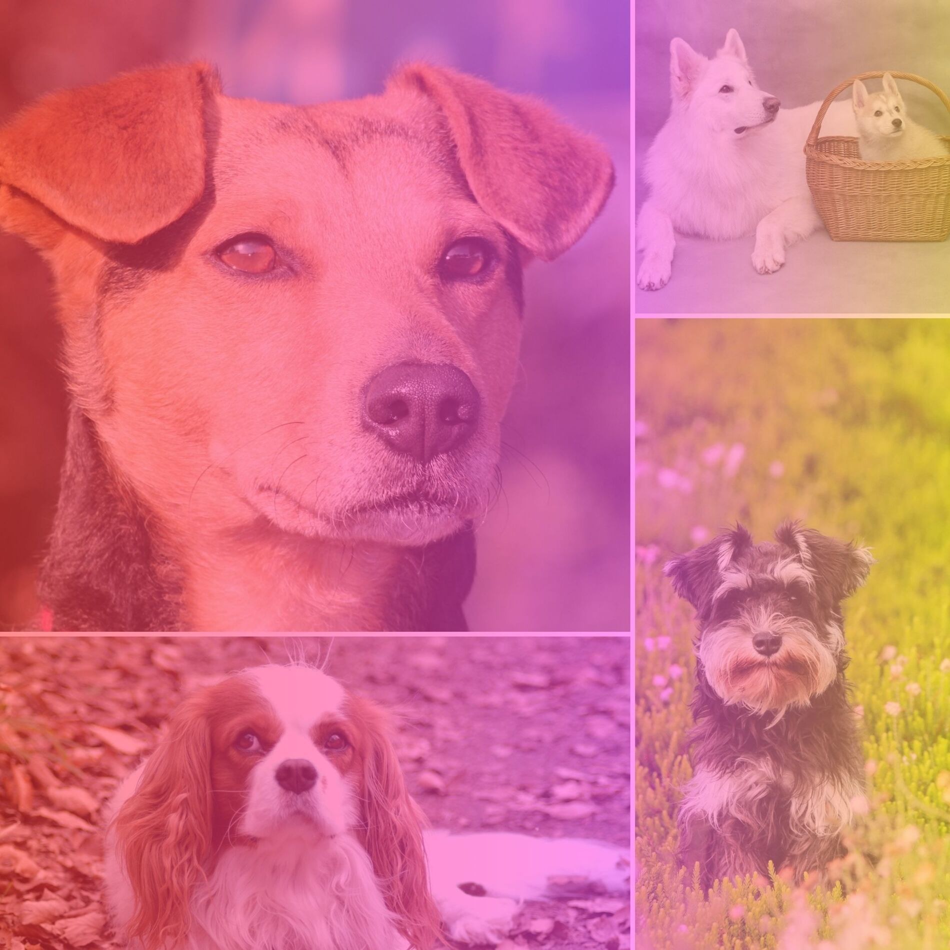 Album cover of Groovy Music for Soothing Doggies - No Drums Jazz