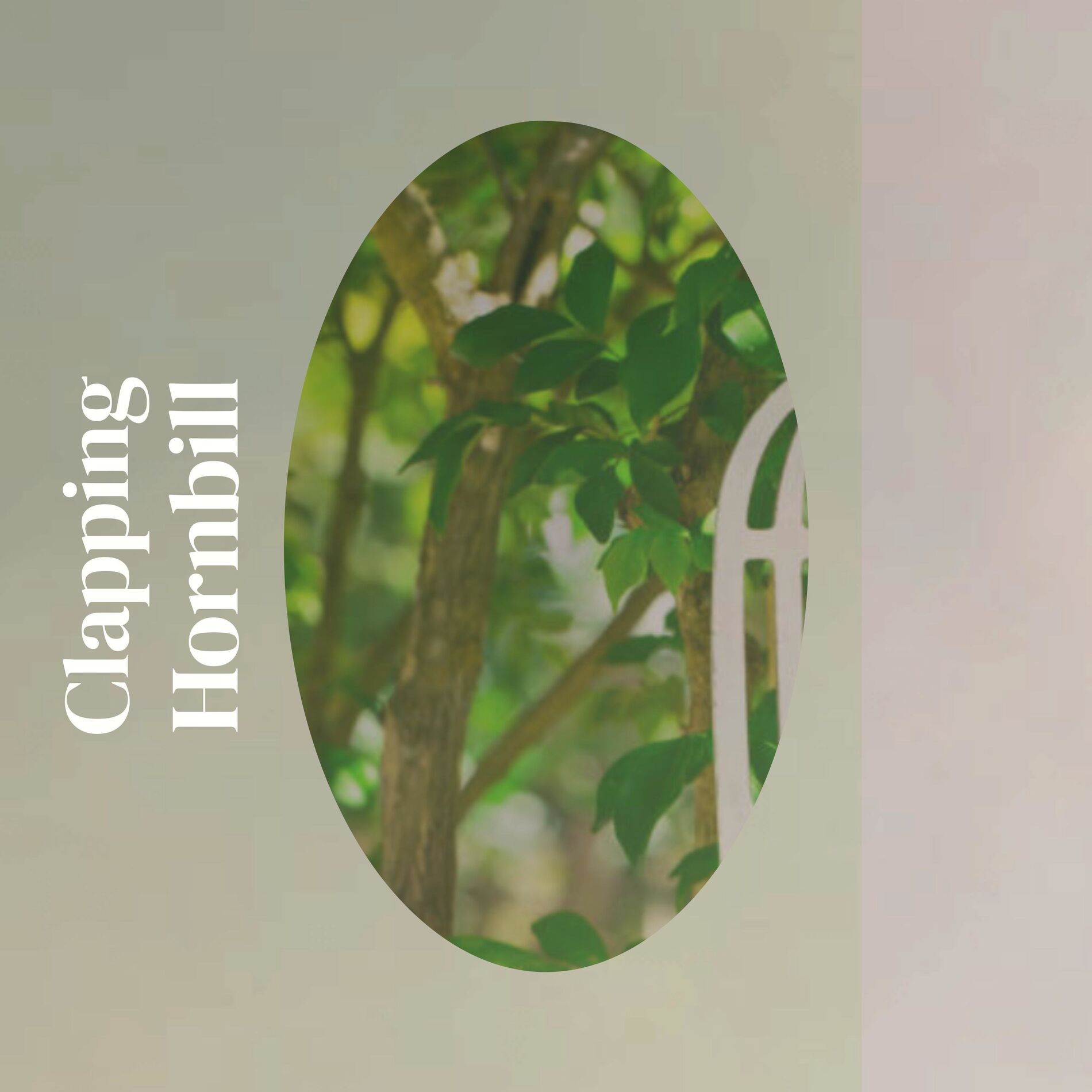 Album cover of Clapping Hornbill