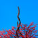 Snake by Yorushika album cover