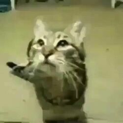 Cover of Meow