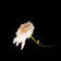Flowers die by Neus album cover
