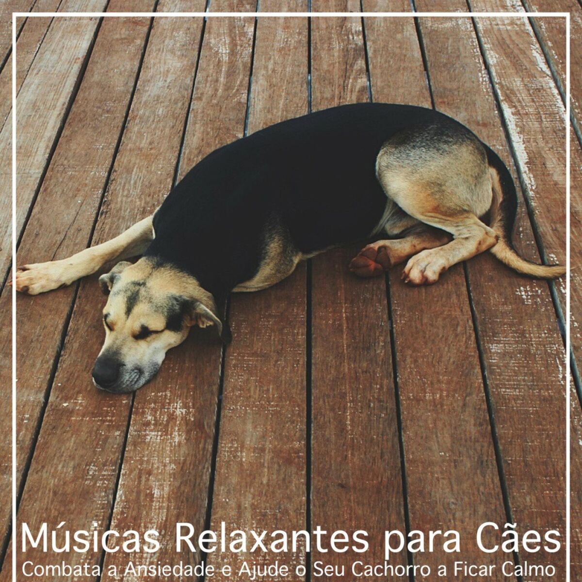 Album cover of Músicas Relaxantes para Cães: Combata a Ansiedade e Ajude o Seu Cachorro a Ficar Calmo