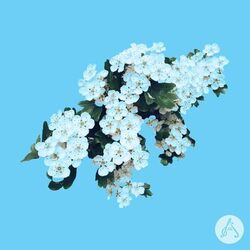 Cover of Blue and White Garden