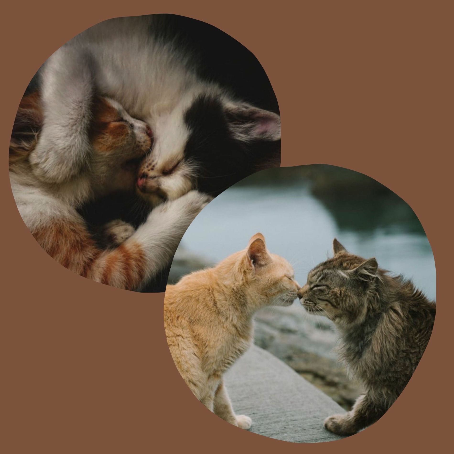 Album cover of Serene Backdrop for The Happiest Cats