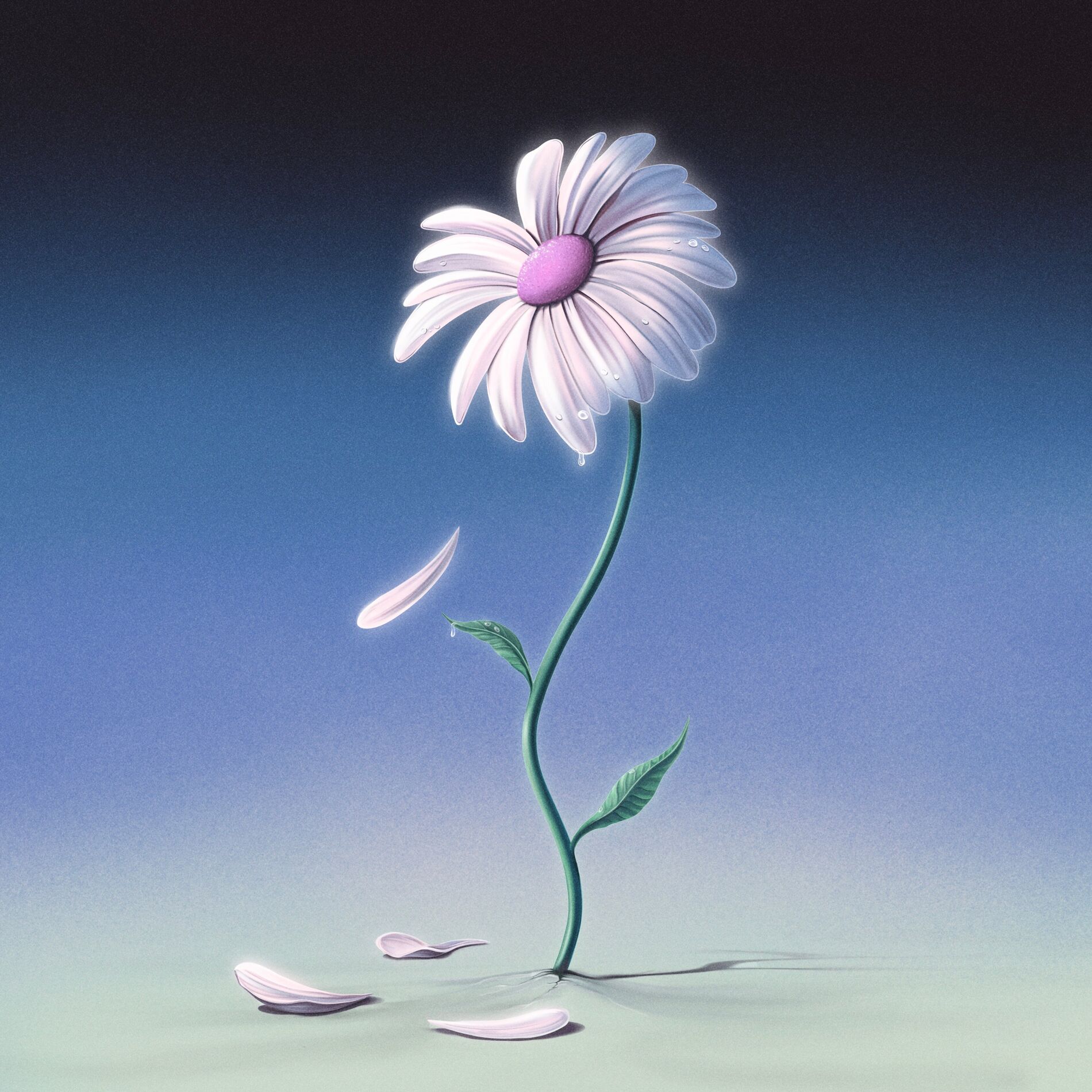 Album cover of AURORA/DEAD FLOWERS
