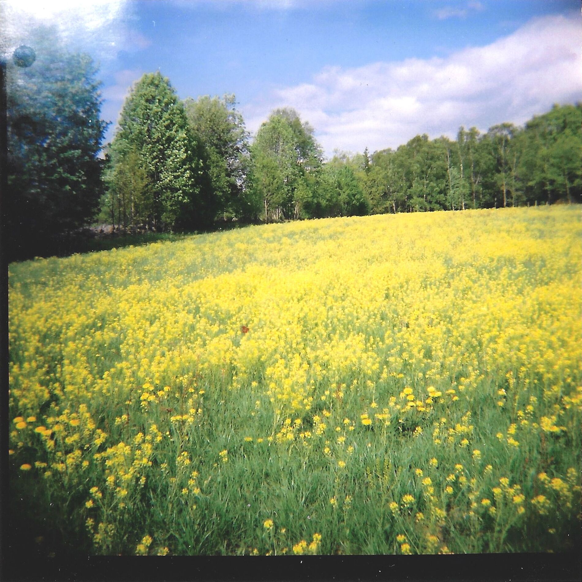 Album cover of Why May I Not Go Out And Climb The Trees? (Live)