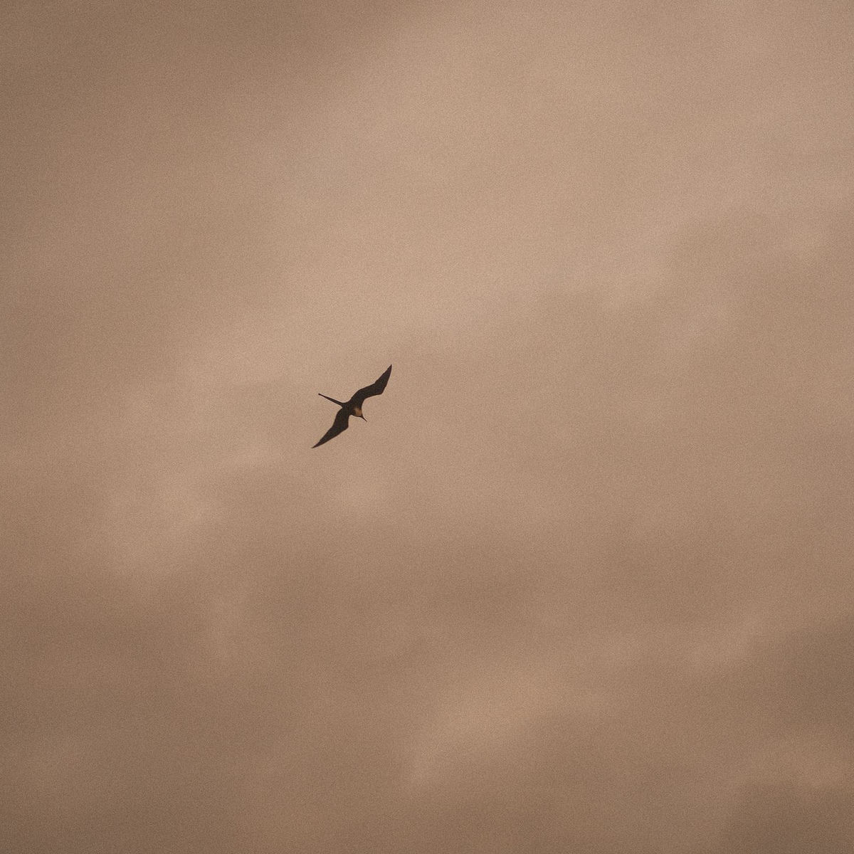 Album cover of Elsewhere