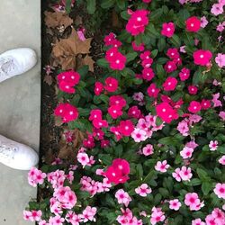 Cover of Rose Colored Glasses