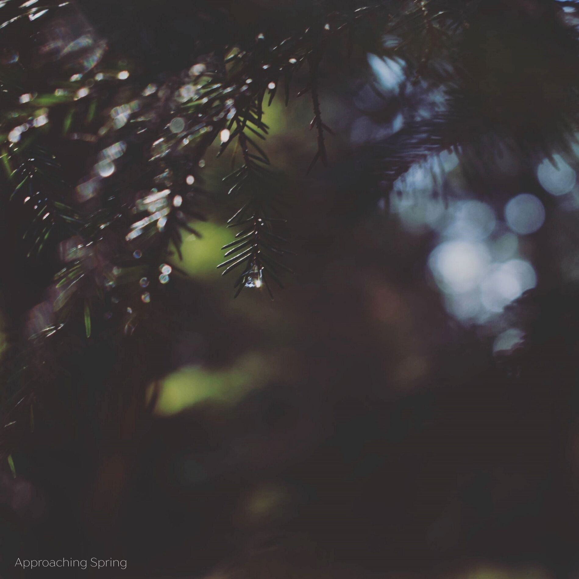Album cover of Approaching Spring