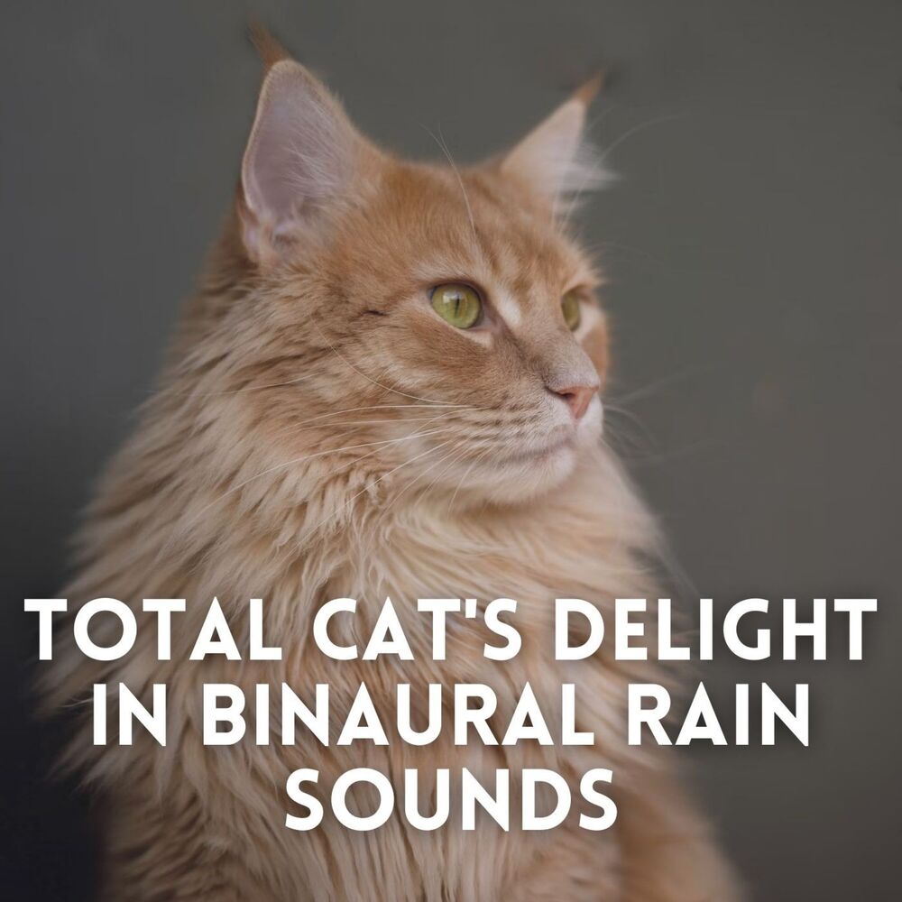 Picture of Total Cat's Delight in Binaural Rain Sounds