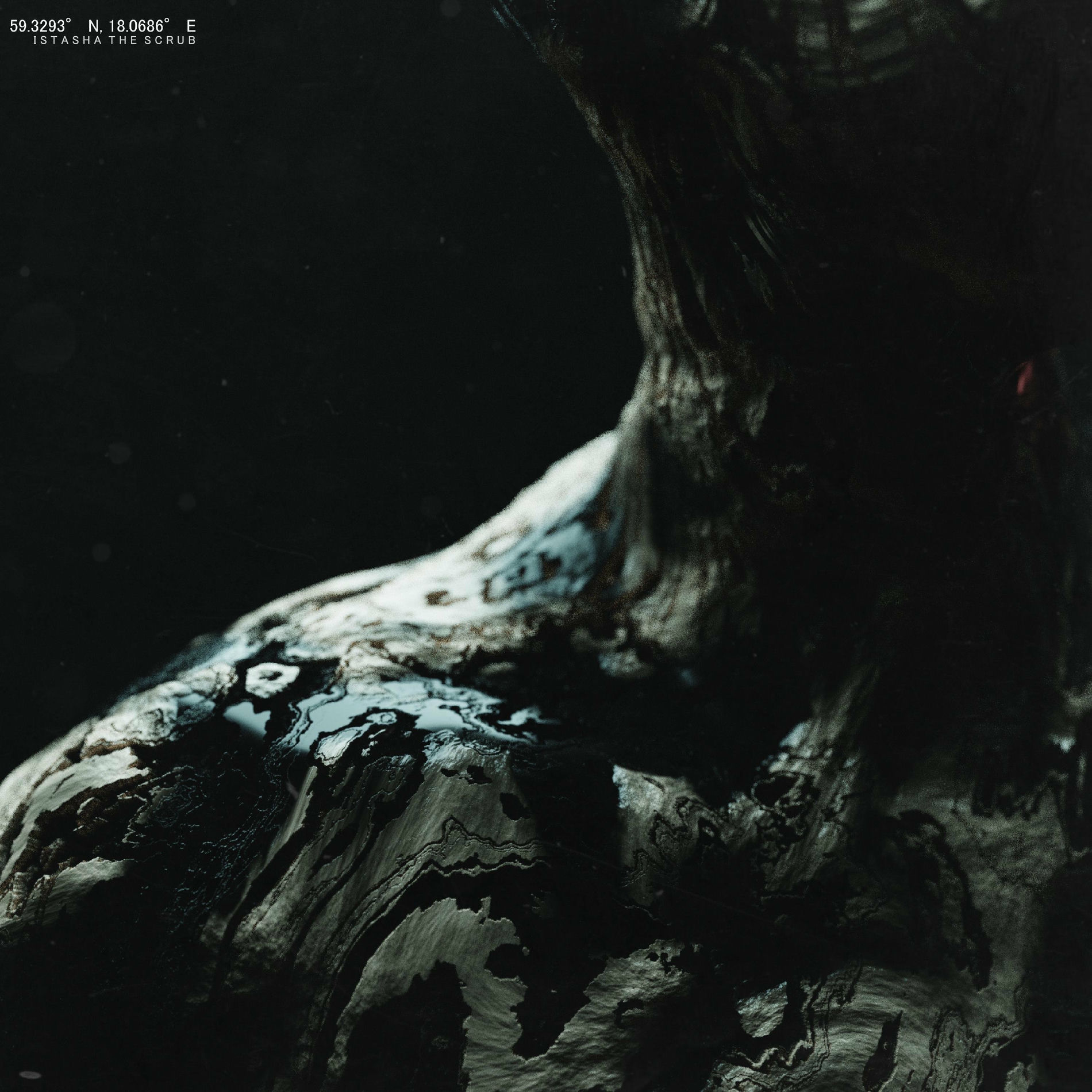 Album cover of Wasp Tongue