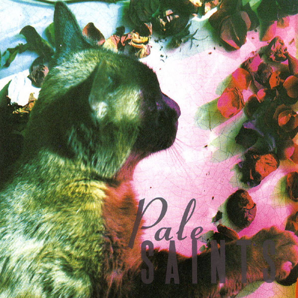Album cover of Sight of You