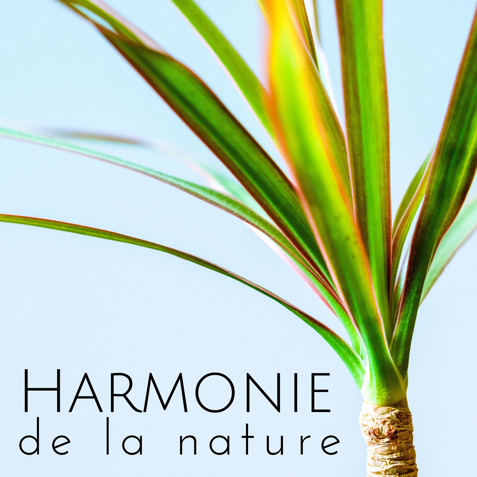 Album cover of Harmonie de la nature - Sons de pluie, Ambiance de la nature, Musique d'ambience, Détente & Relaxation