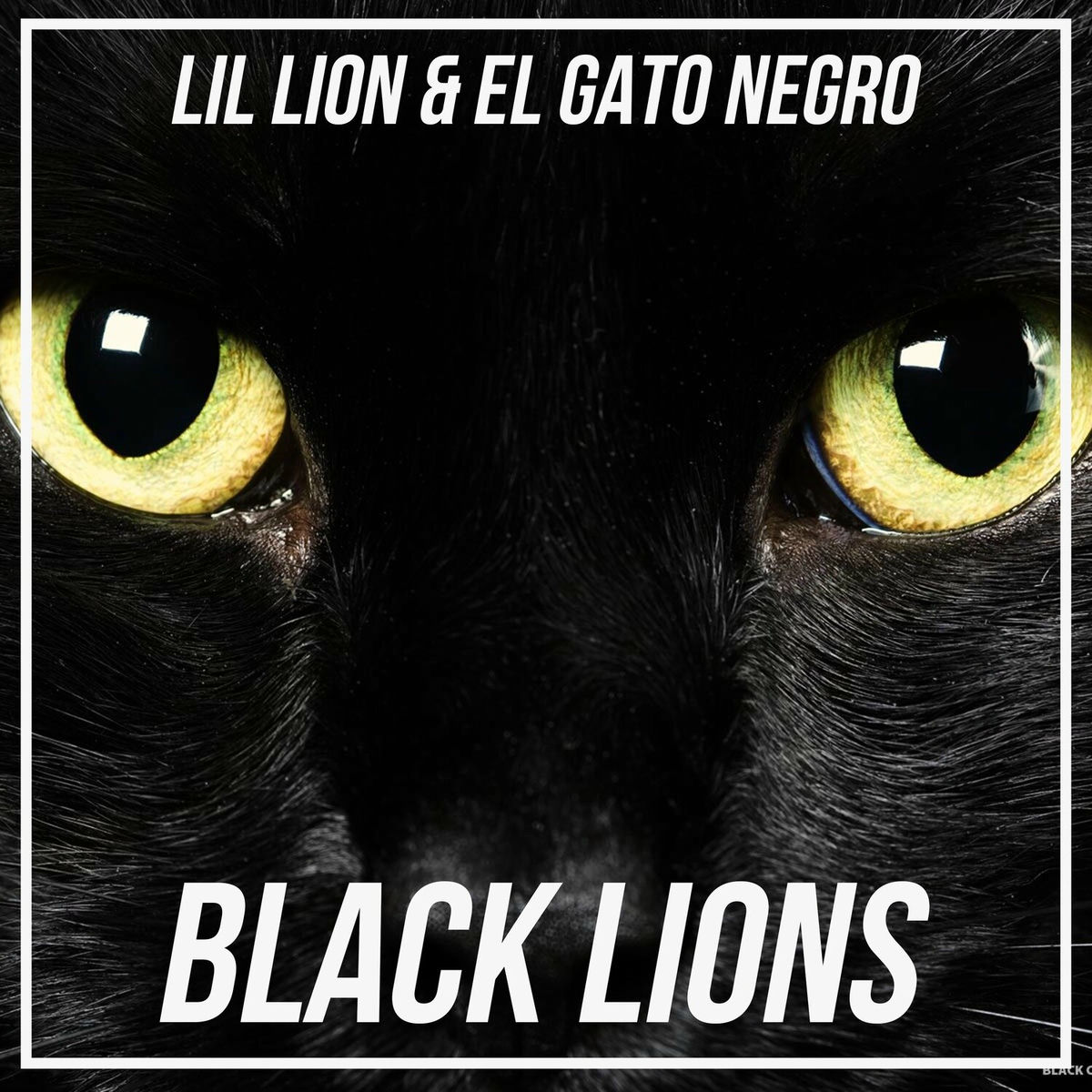 Album cover of Black Lions