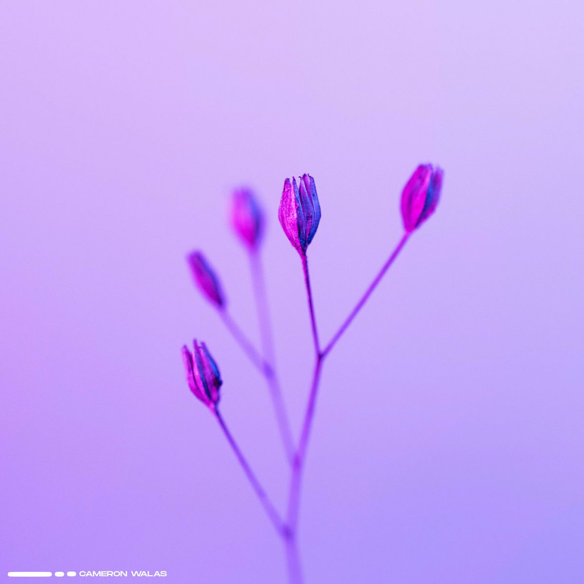 Album cover of Melodies Of My Heart