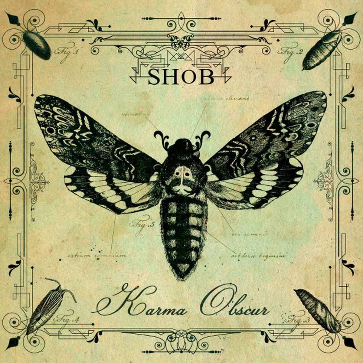 Shob: albums, songs, concerts | Deezer