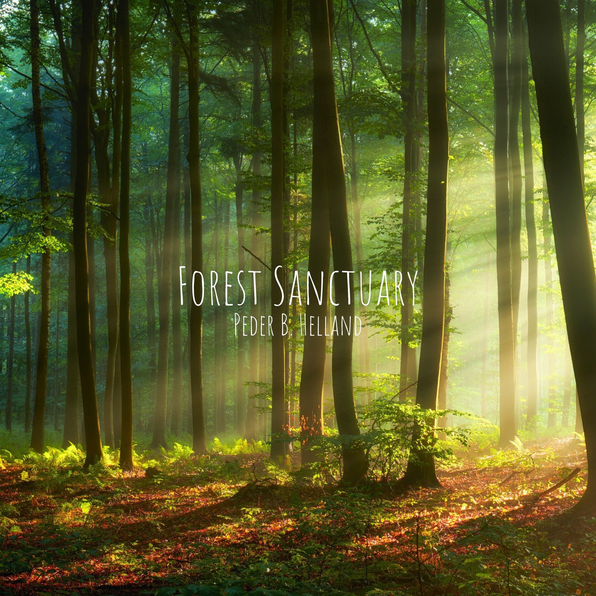 Album cover of Forest Sanctuary