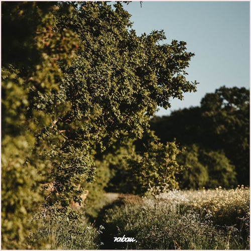 Aura