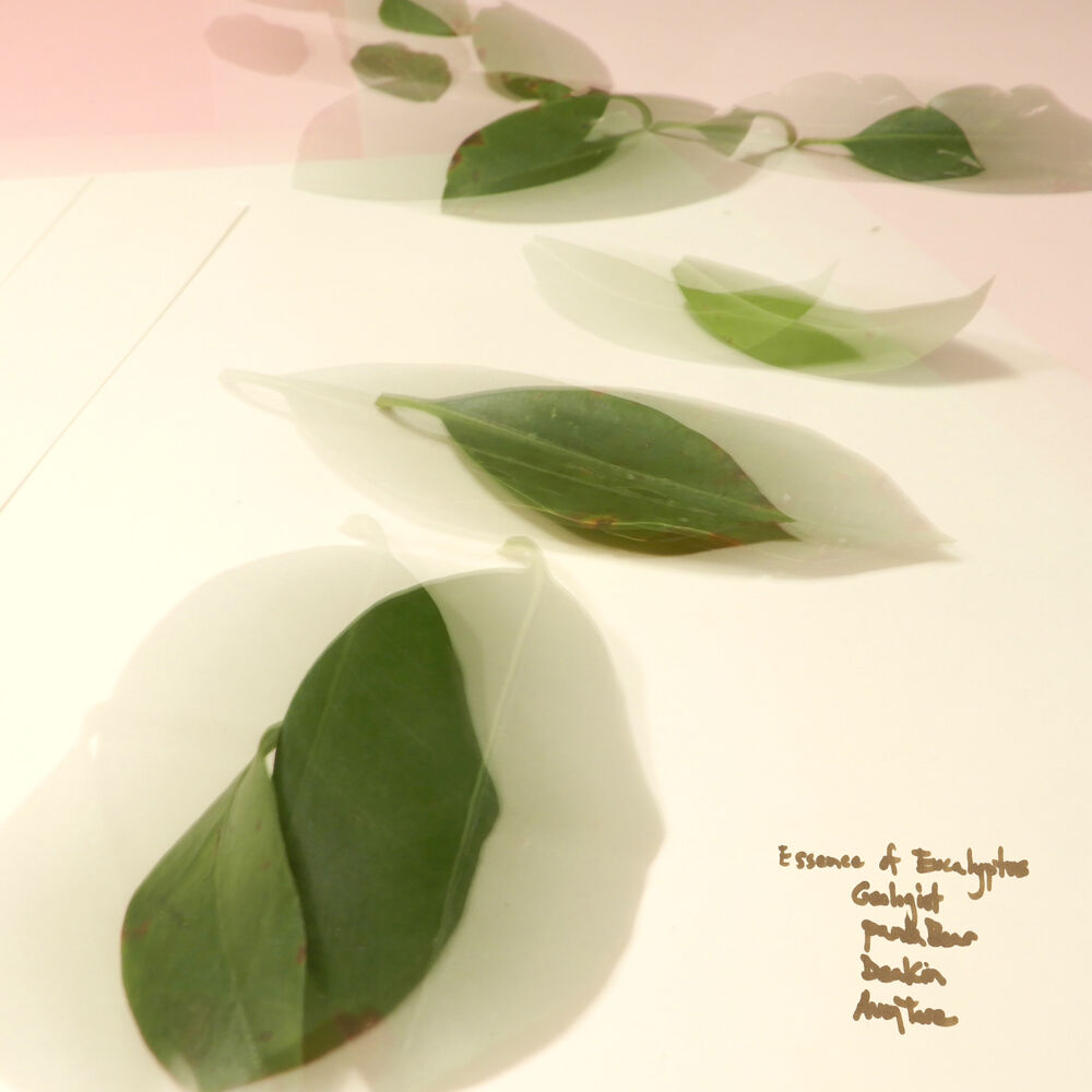 Picture of Essence of Eucalyptus