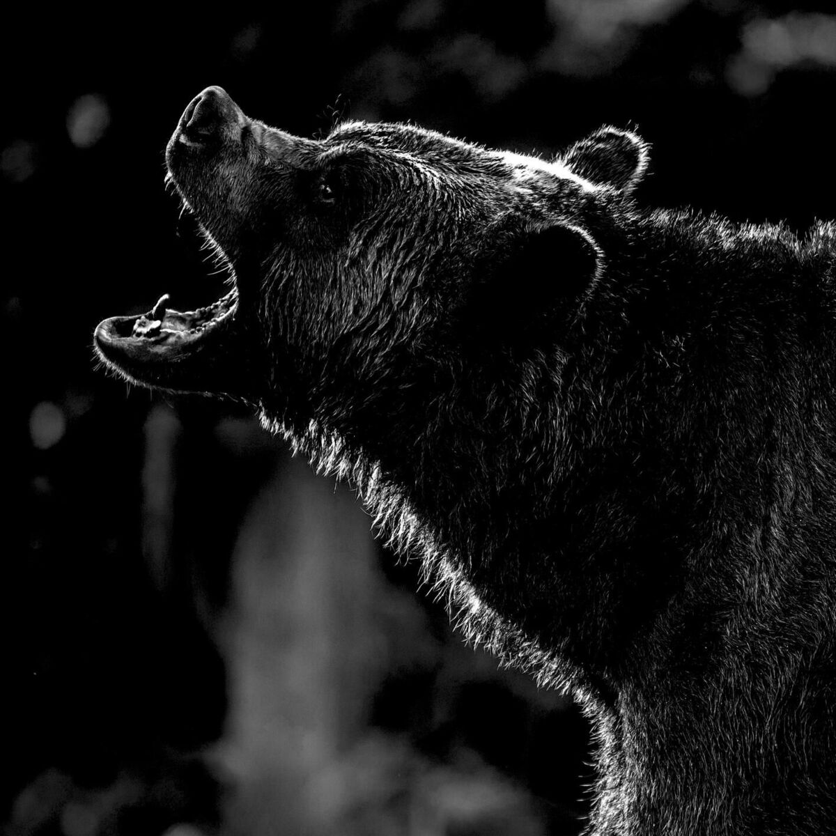 Album cover of The Bear