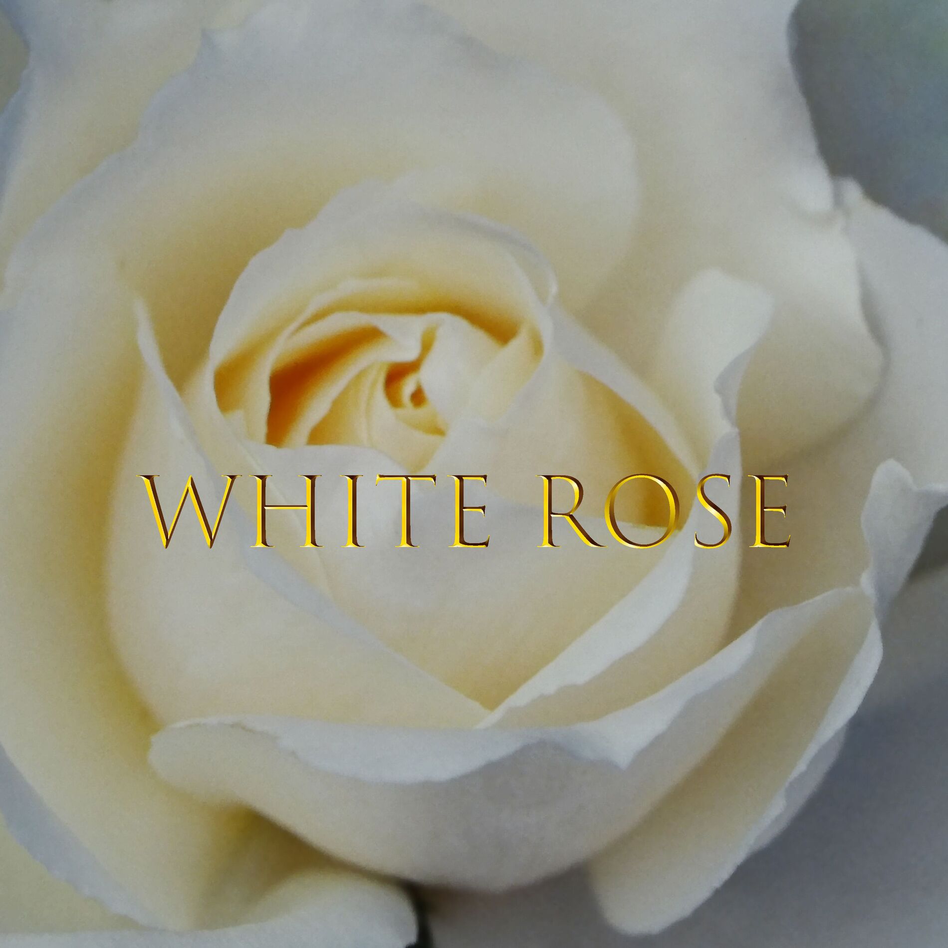 Album cover of White rose (feat. Mew & CYBER DIVA)