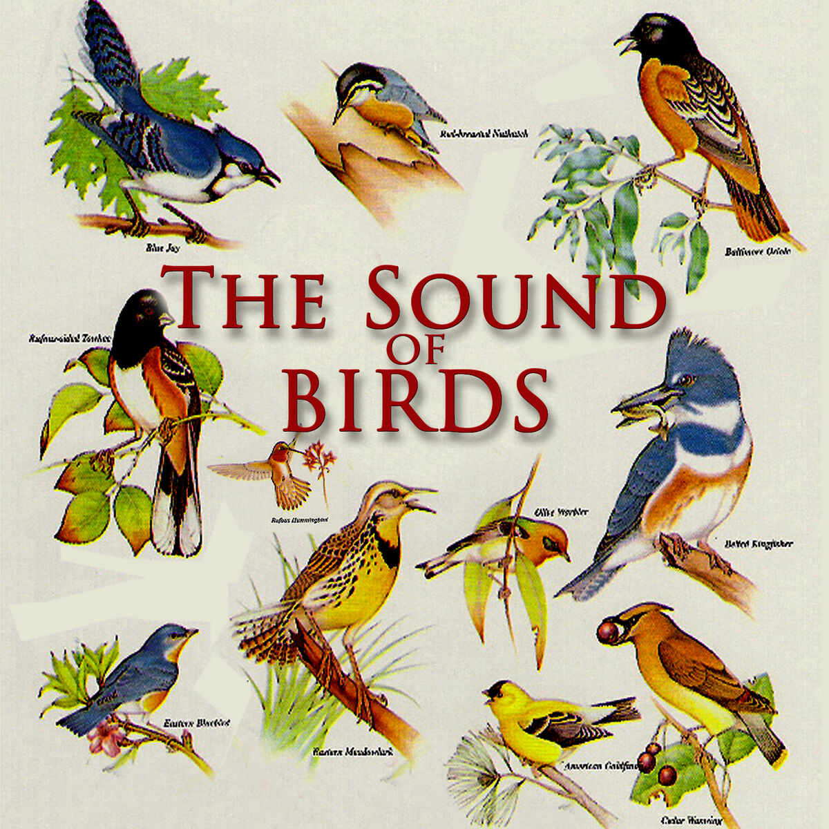 Album cover of The Sound Of Birds