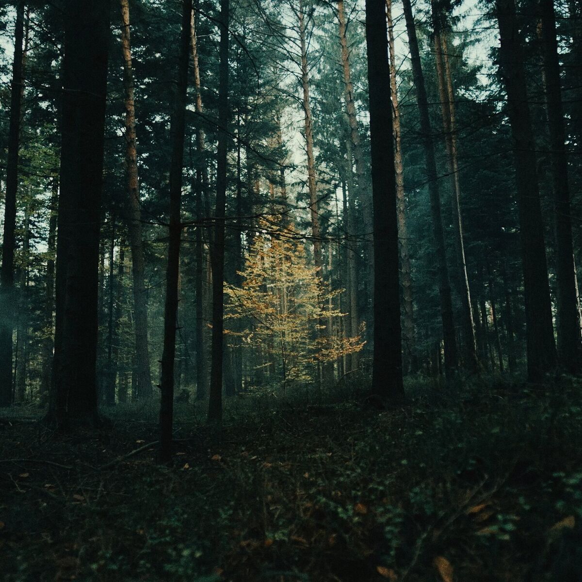 Album cover of Land Of Plenty