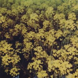 Cover of Suzu