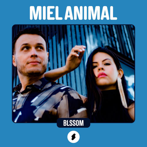 Shock Sessions: Miel Animal