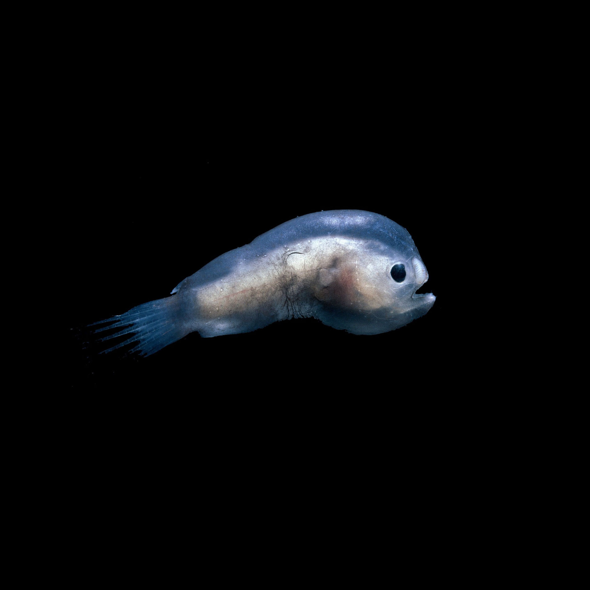 Album cover of Tilapia