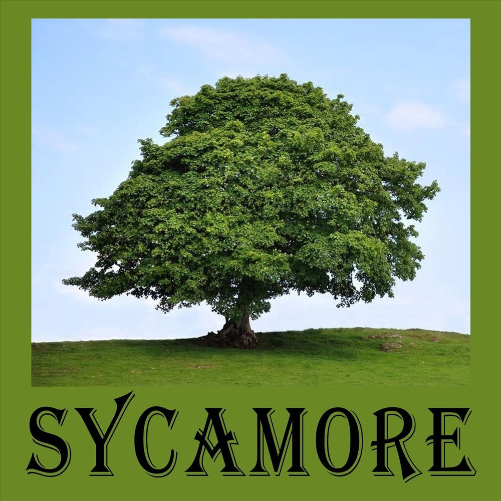 Album artwork for Amy's Tune by SYCAMORE