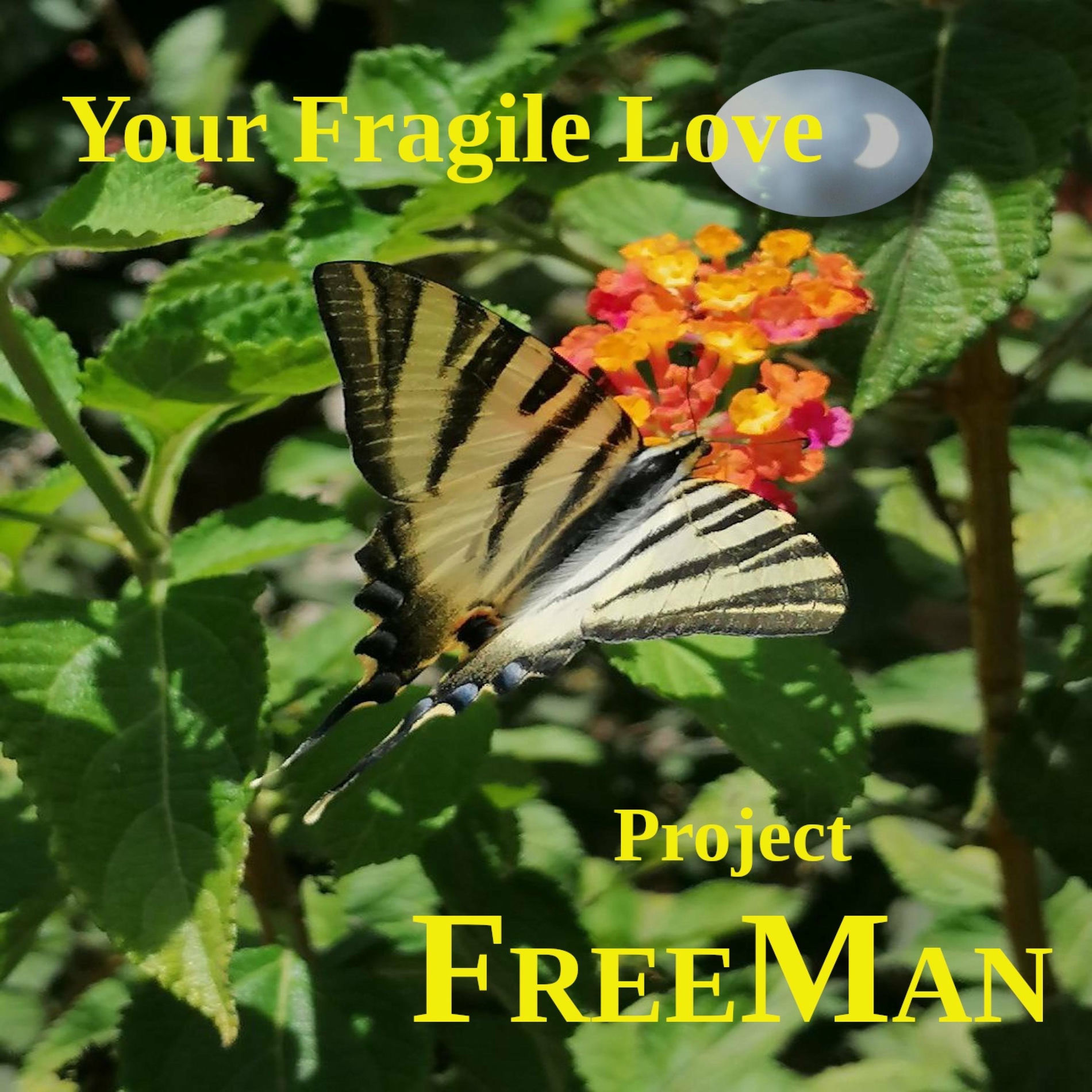 Album cover of Your Fragile Love