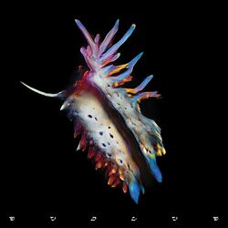 Cover of Evolve