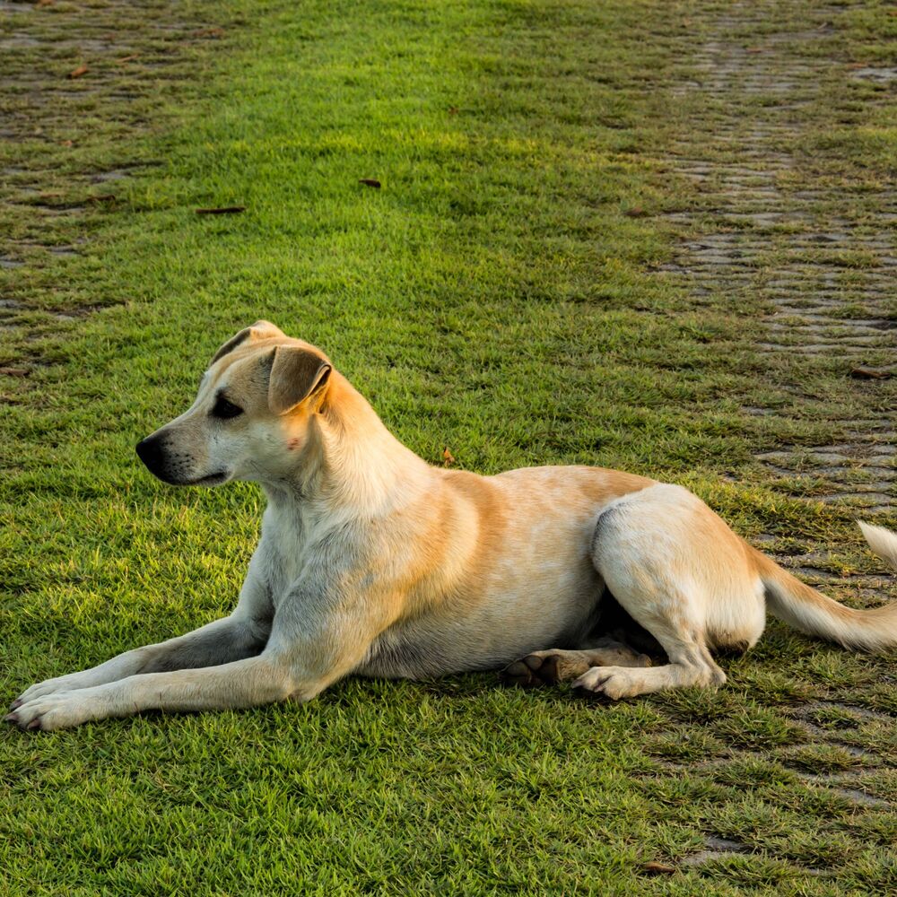 Picture of Peaceful Wagging: Happy Dogs' Serene Relaxation