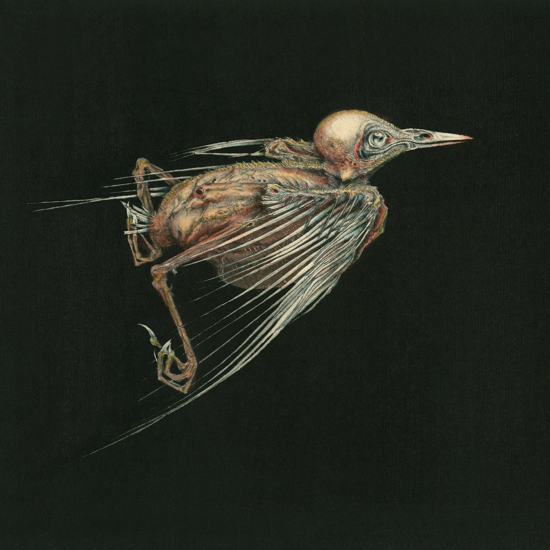 Album cover of Meshes of Voice