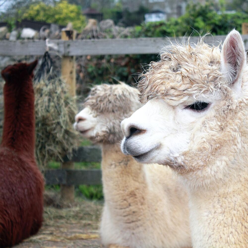 Picture of Amigos