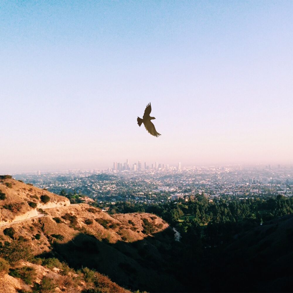 Picture of Eagles