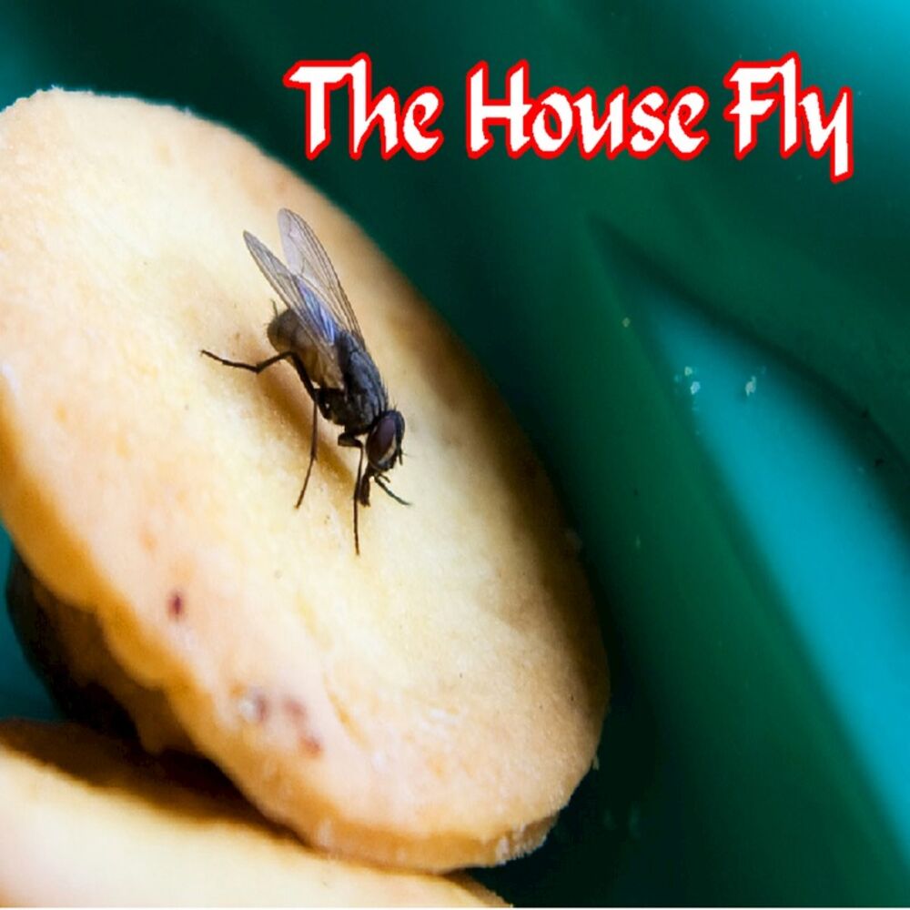 Picture of The House Fly