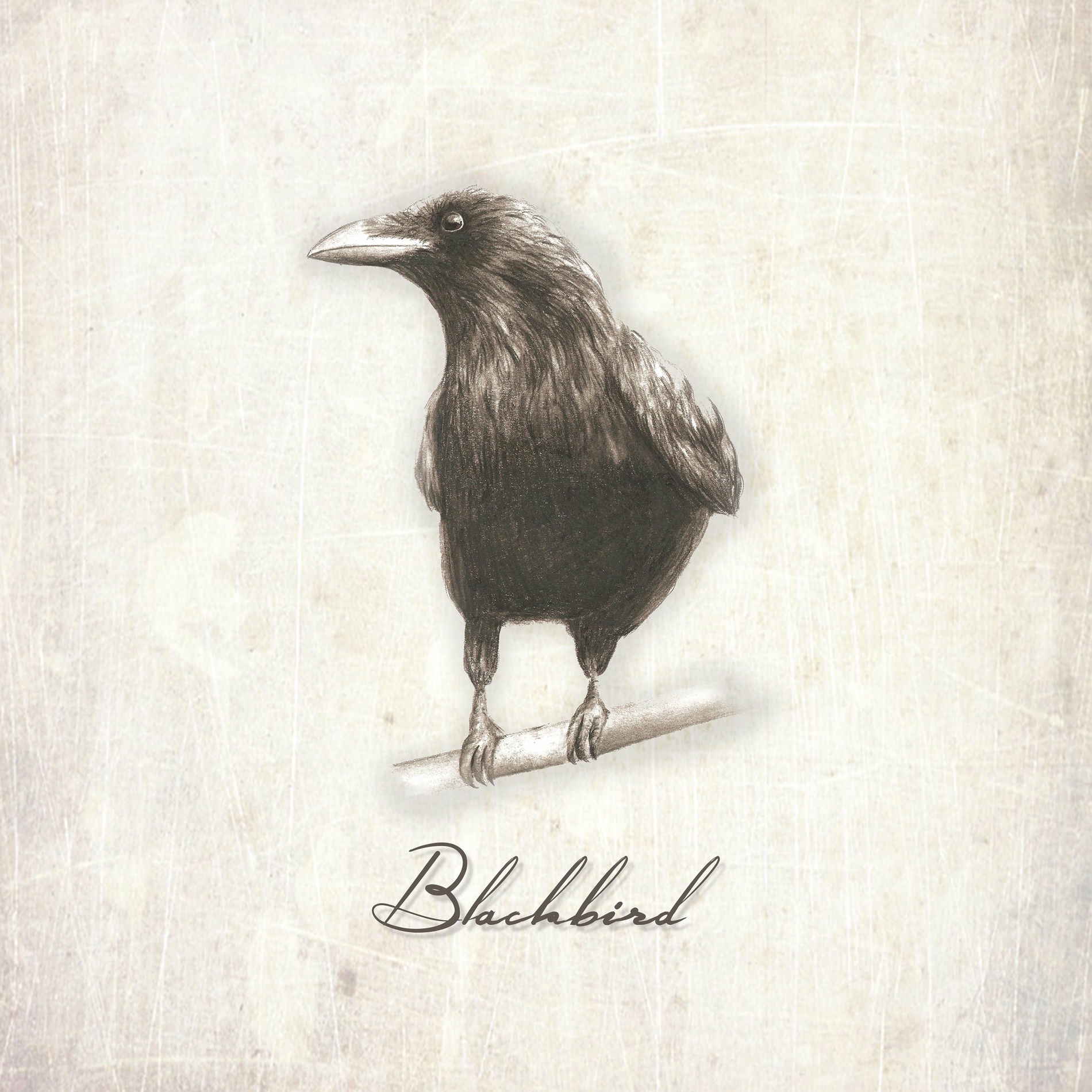 Album cover of Blackbird