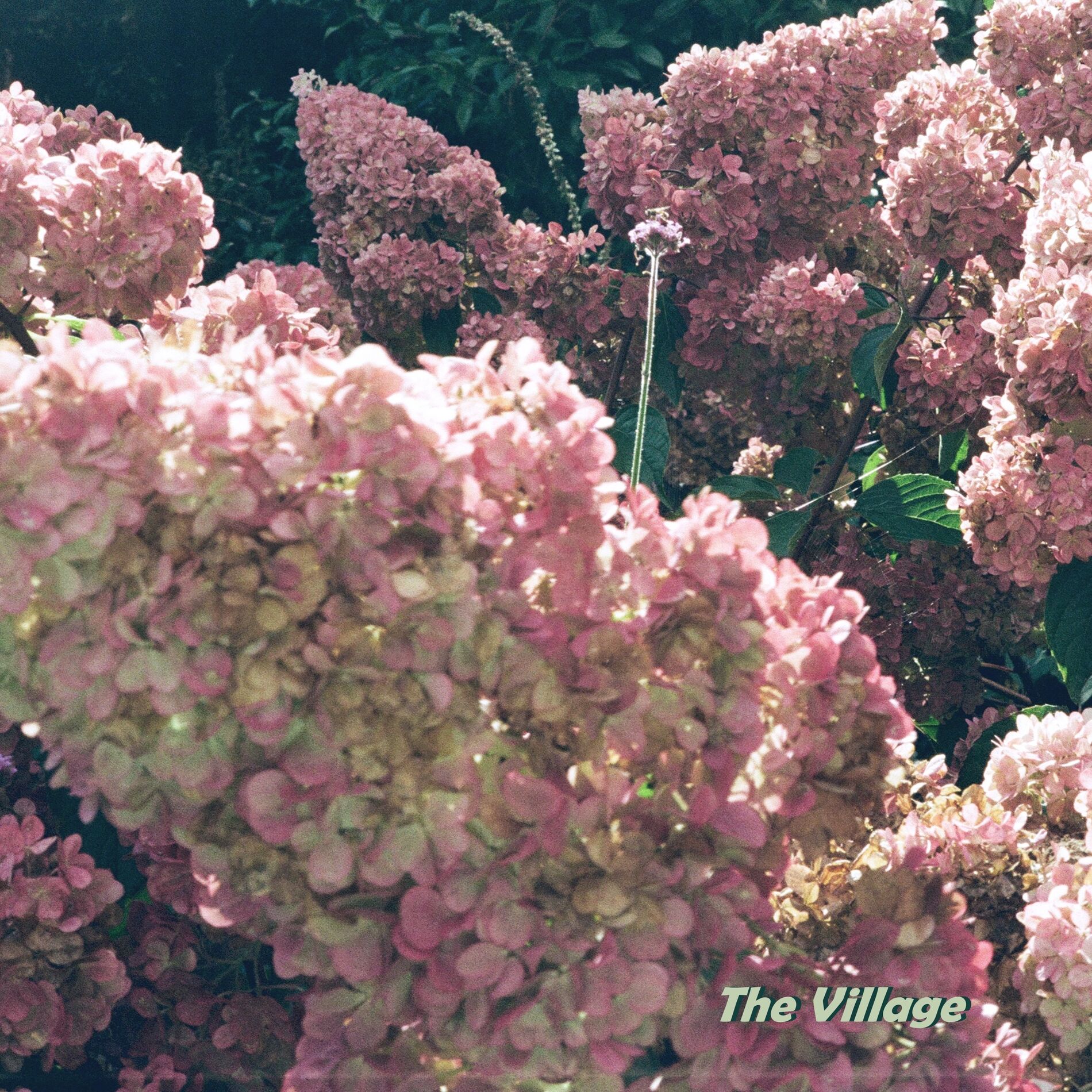 Album cover of The Village