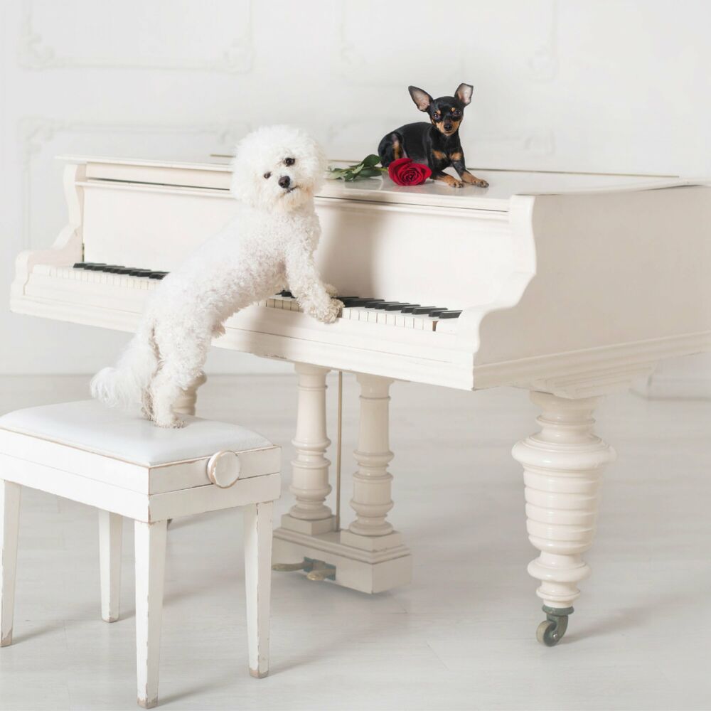 Picture of Soothing Piano Pawprints: Serene Canine Comfort