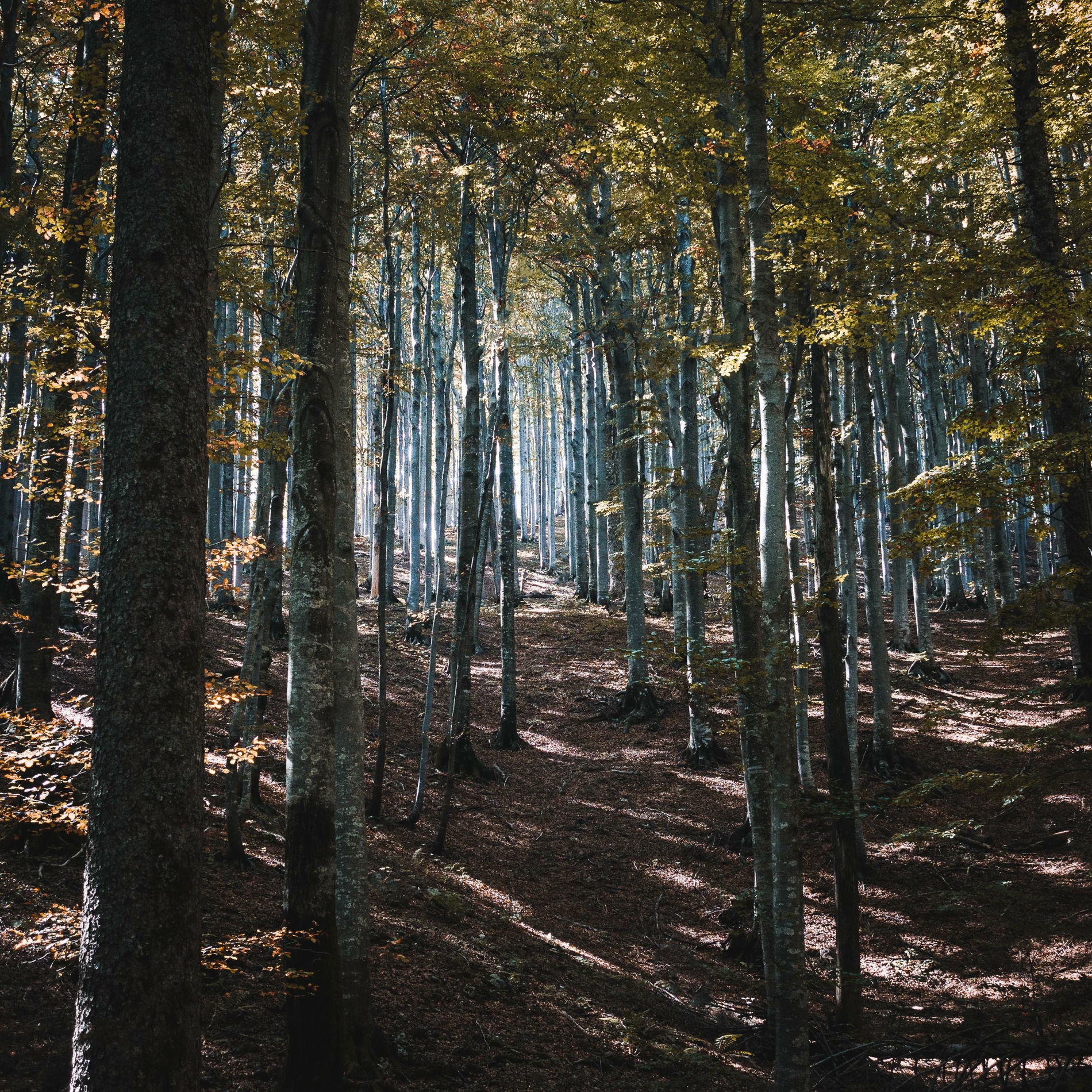 Album cover of Forest Flow