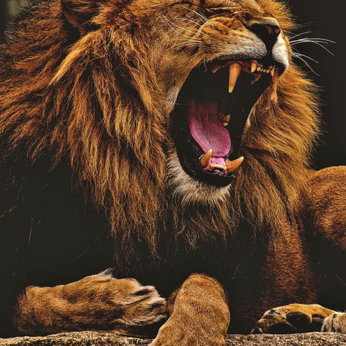 Heart of a lion