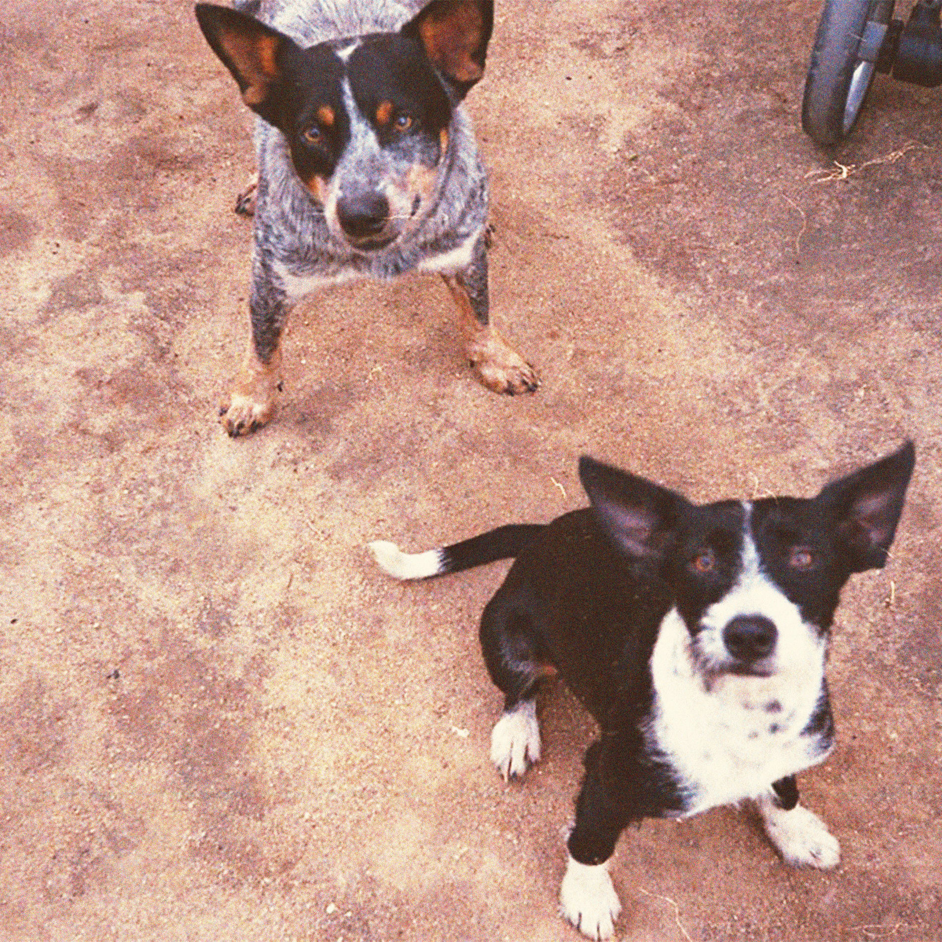 Album cover of Biscoitos Scooby